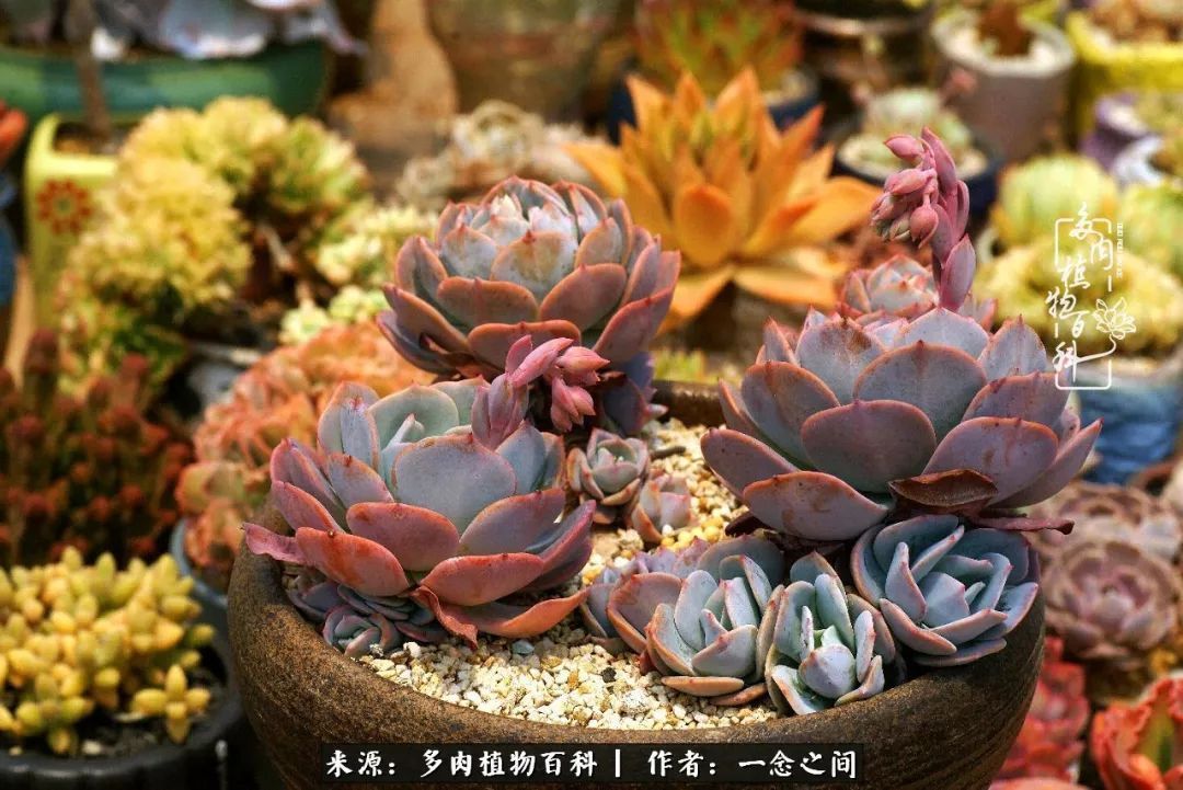 群友聊多肉没有最二只有更二,爆笑百科二群的二货二事!