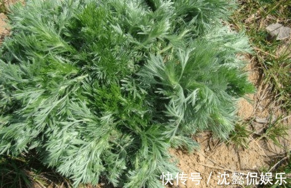 常吃|夏天养生好时机,推荐常吃4野菜,补血益气,延缓衰老,好处多多