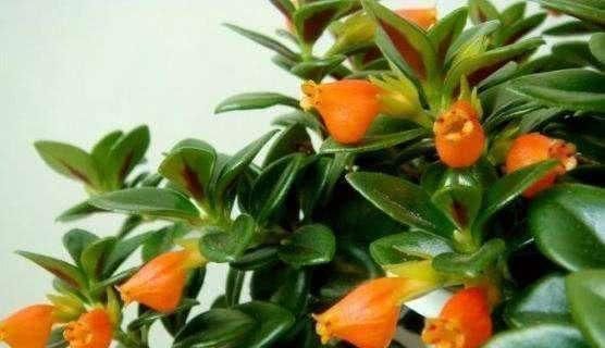 这种“盆栽”,会开出“金鱼”花,家里养一盆,猛爆“小金鱼”