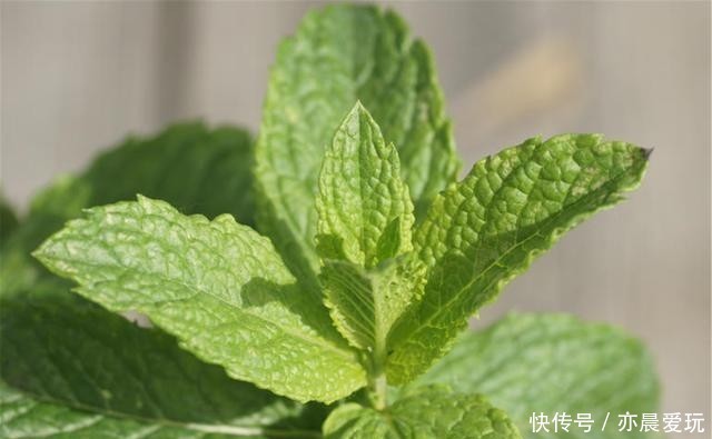 香喷喷|家里养盆“造香花”,香喷喷,省下买空气净化剂的钱