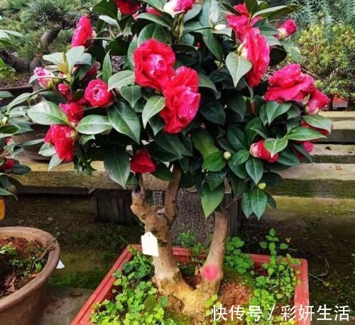 新鲜柚子皮,到了冬天,可是养花的“大宝贝”!