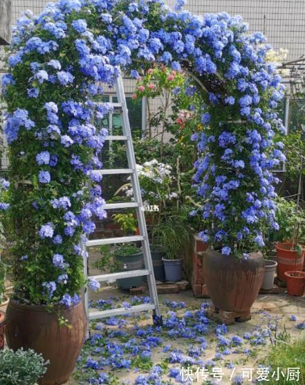 这些花12月要冬眠了,少浇水多晒晒更健壮,安全过冬来年爆盆