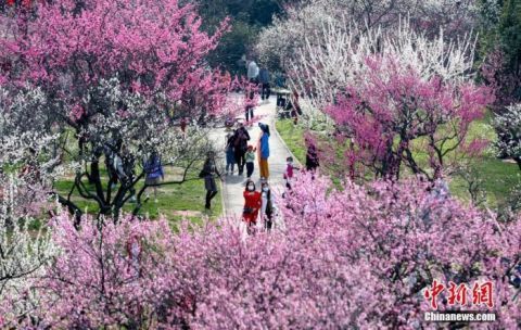 旗帜|武汉梅花早樱齐争春 全城开启“赏花模式”