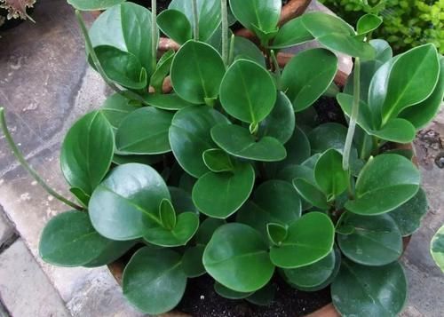 兰花|养花“达人”的“4不”规则,你知道吗?早点落实早受益