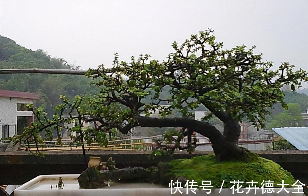 4种“盆景桩”,品位高大上,懒人花剪一剪,价格翻几倍
