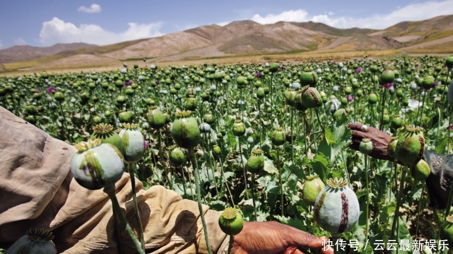 毒品|金三角盛产毒品,为何不派军队剿灭?专家:想法过于单纯