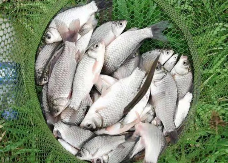 深水|冬天钓鱼五要诀,专攻大板鲫,别错过爆护机会