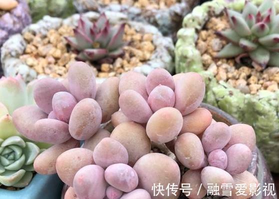 玻璃瓶|扦插多肉：怎么让枝叶早点生根发芽？这里就有4个方法