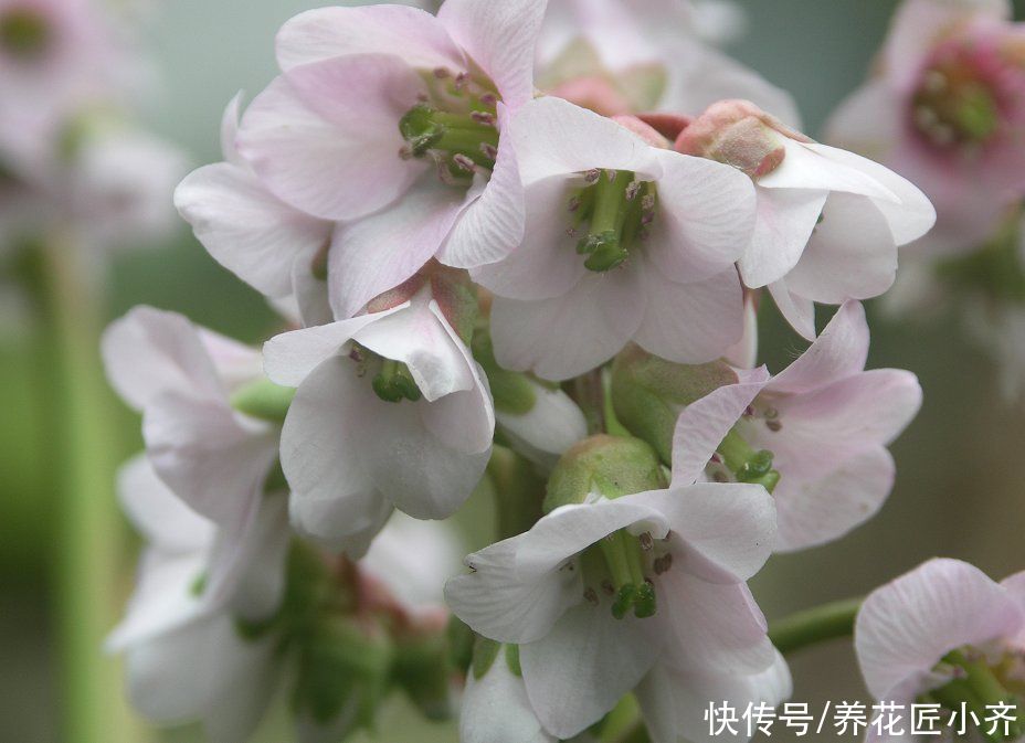 此“白菜”不仅可食用，开花非常美，低温冻不死，春季开花开成串