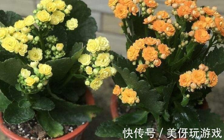 天气转凉后,家里的长寿花从5个方面养,枝叶多开花量大