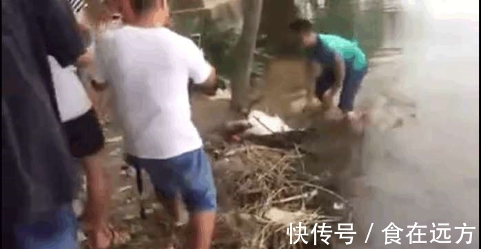甲鱼|男子河边钓鱼, 接下来钓上来的一个庞然大物，让人直呼赚大了