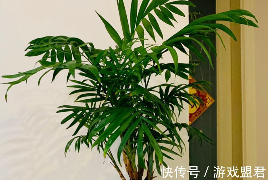 适合秋冬养殖的3种草花,好活,容易打理,花期漫长、开花美