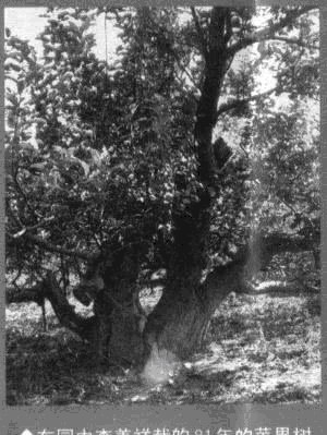 总理|她是军中一枝花，丈夫上将，后成副总理，儿子中将，女婿更厉害！