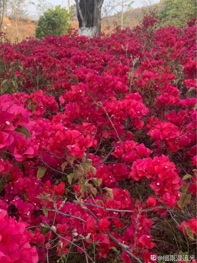 越养越上瘾的花，养一盆就入坑，特容易爆花