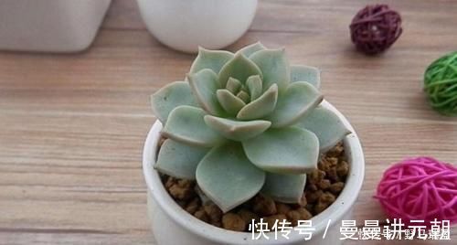 5款多肉普货,在家里养上几盆,好养又省心还有观赏性
