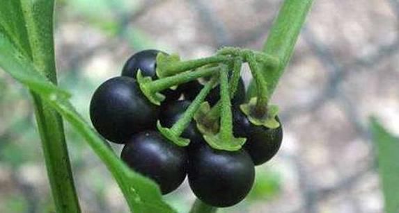 缓解|龙葵虽不起眼,却浑身是宝,缓解近视,清热解毒消肿利尿