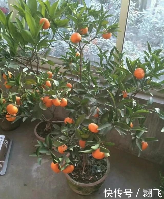 迎新春,这3种花必不可少,喜庆吉祥,过大节