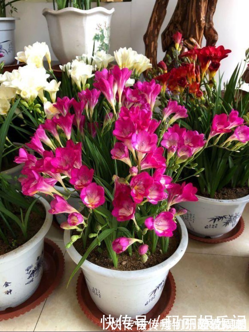 室内观叶|最适合卧室摆放的9种植物,清新素雅,安全无毒,还特好养活