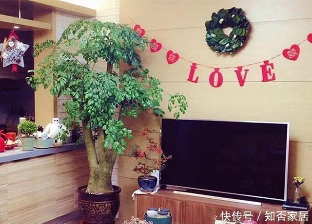 金钱树|适合客厅养的4种大型花,个个寓意好,养好家人身体健康