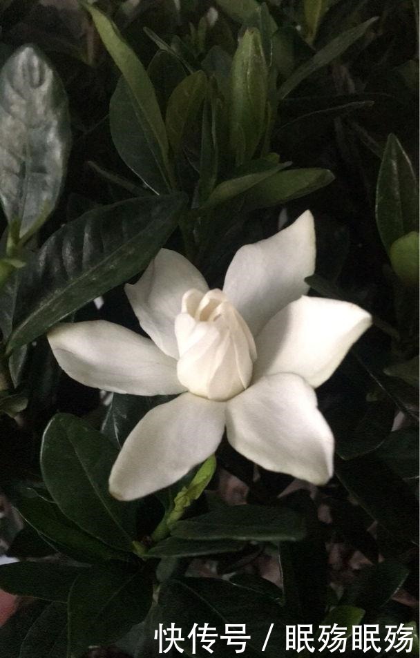 最爱“吃醋”的花,给它喝点醋才高兴,越喝叶子越油亮!