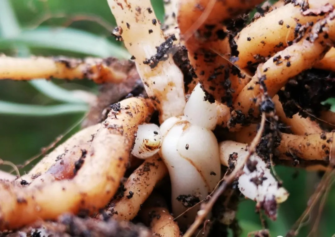 种植|兰花种植前,究竟要不要清洗兰根、浸泡药水?4种原因要明白