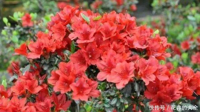 种花|4种花很好养,耐热耐晒更耐旱,比吊兰好养,你养了吗