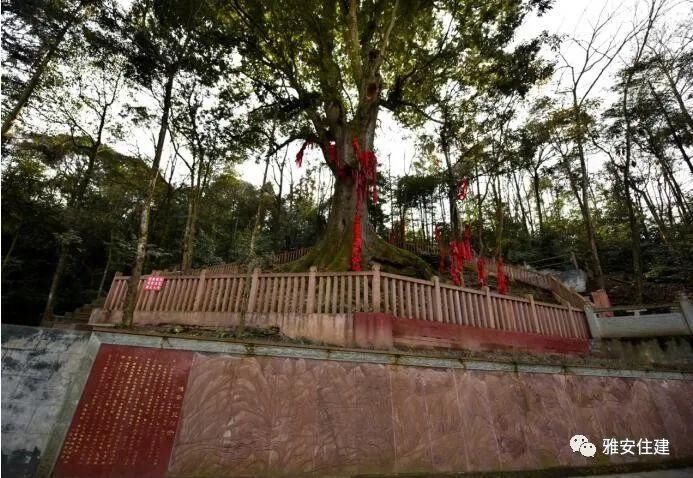 雨城区碧峰峡镇后盐村：留住乡愁记忆的山居村落