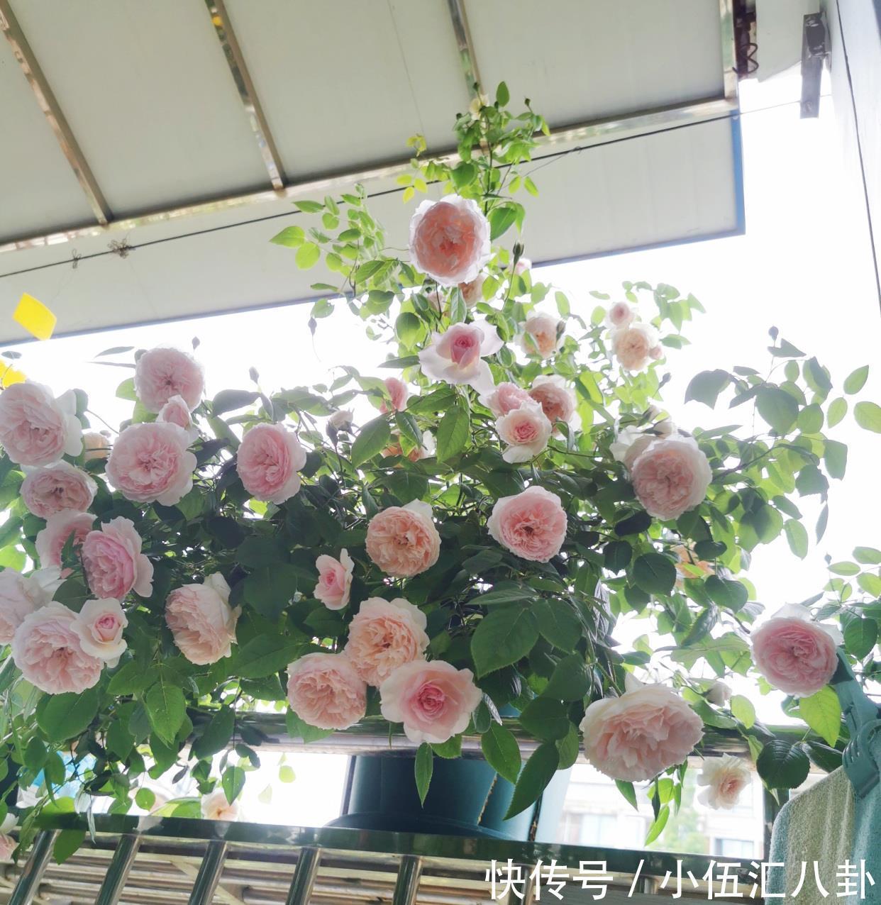 仙女|月季花界的“仙女”,又美又仙,浓香四溢,阳台也能养