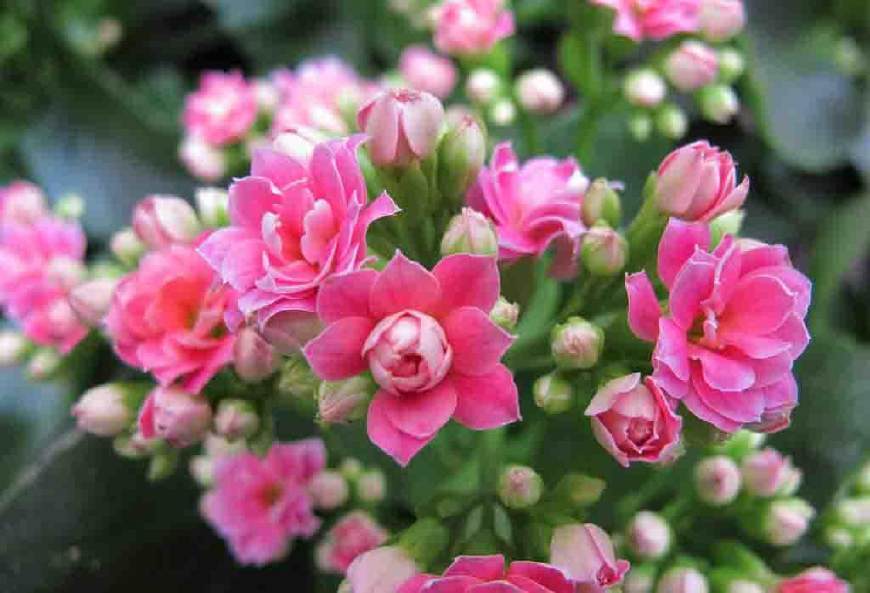 长寿花开败后,随手剪一刀,一个月后开成大花球