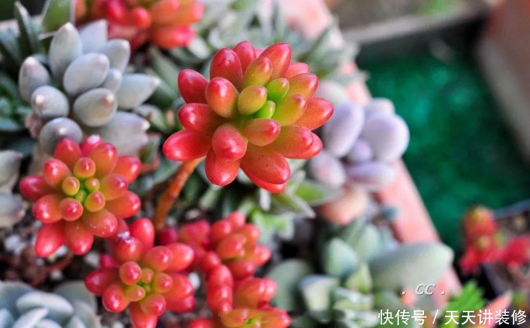 一个盆种了9种花,老妈非说养不好,差点被拔光