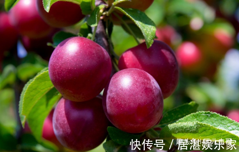 排水|李子美容养颜,润滑肌肤,做好3点,一样种出健康营养李子来