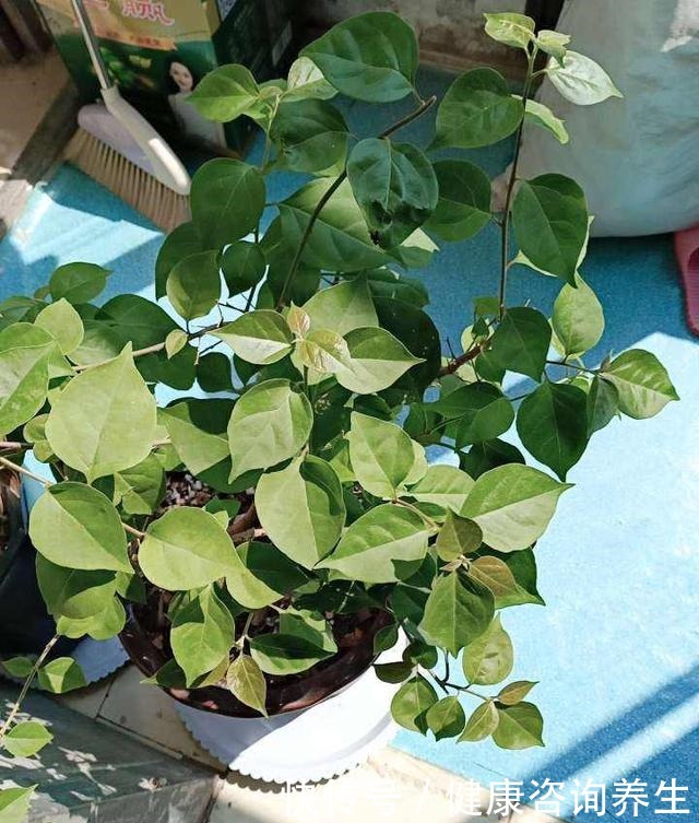 三角梅掉成光杆,一定是这“两点”没注意,现在挽回还有救!