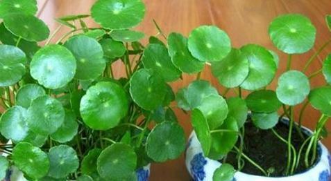 铜钱草|怎么养好铜钱草，爆满盆掌握方法技巧