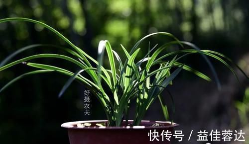 兰花|兰花快速生根有诀窍吗?兰友:照这4步操作,30天内就长新根