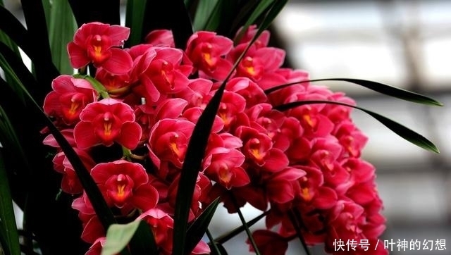 堪称开花机器，花期超长，养一盆幸福感爆棚