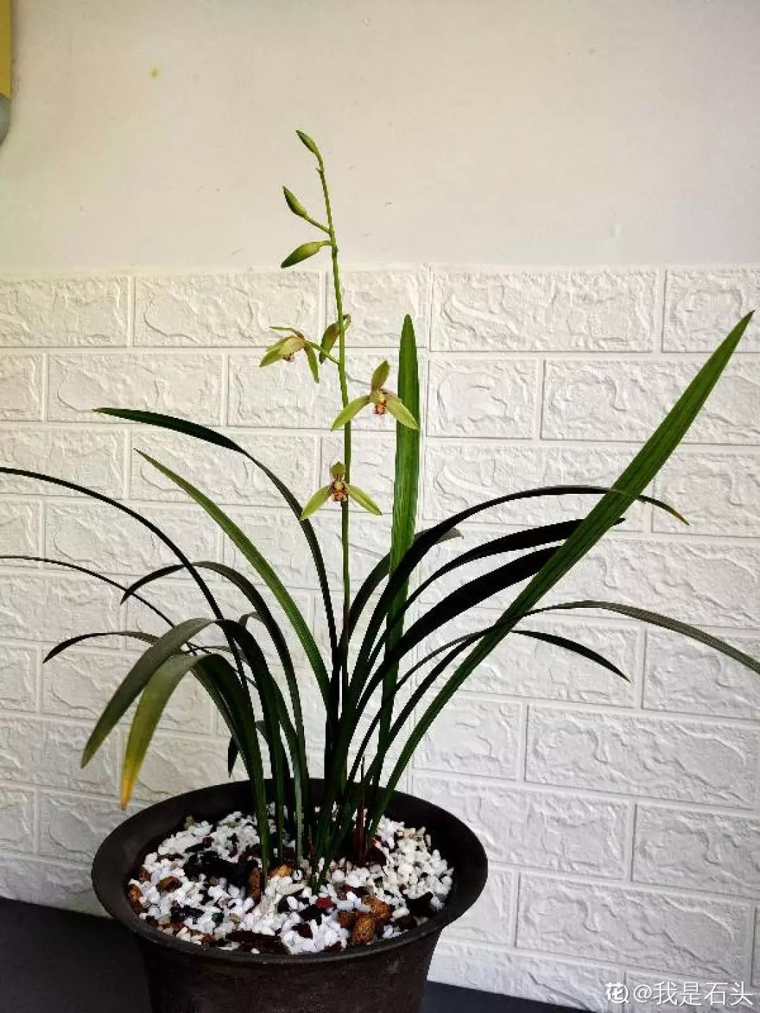 自制养花杀菌水,7天浇一勺,虫子全死光,再也不黄叶!