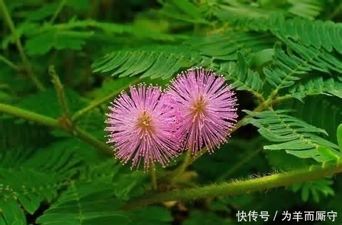 含羞草碱|这五种绿植毒性非常大,家里有小孩的话尽量摆出来!