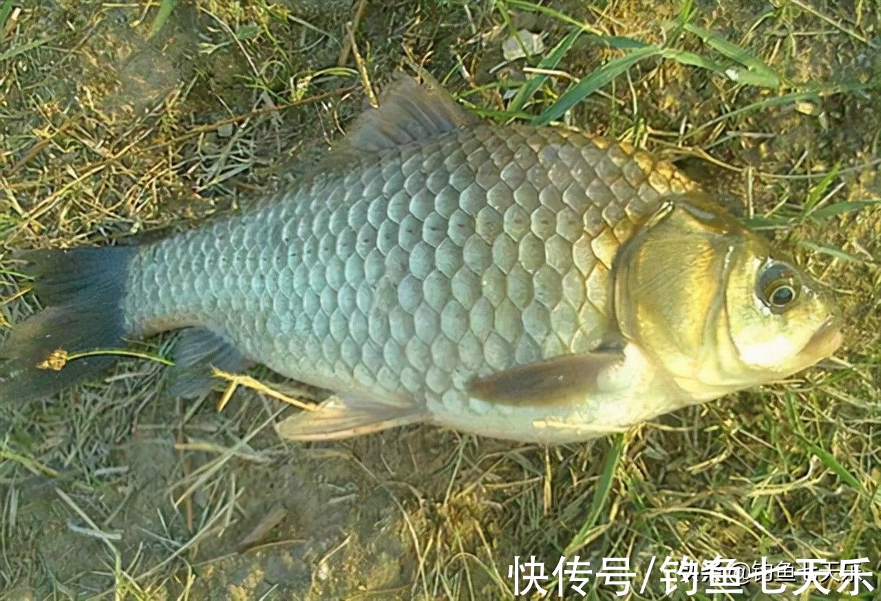 初冬温差大鱼难钓?掌握几个关键点,大小鲫鱼一块钓