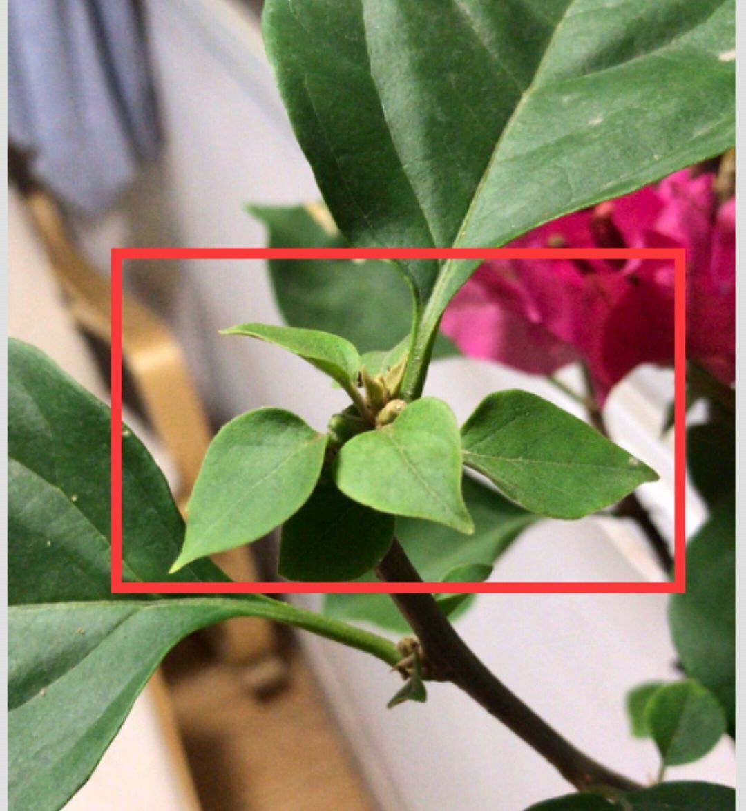 花后|关于三角梅的花后修剪,剪对一个小开关,秋季开花爆盆连续不断