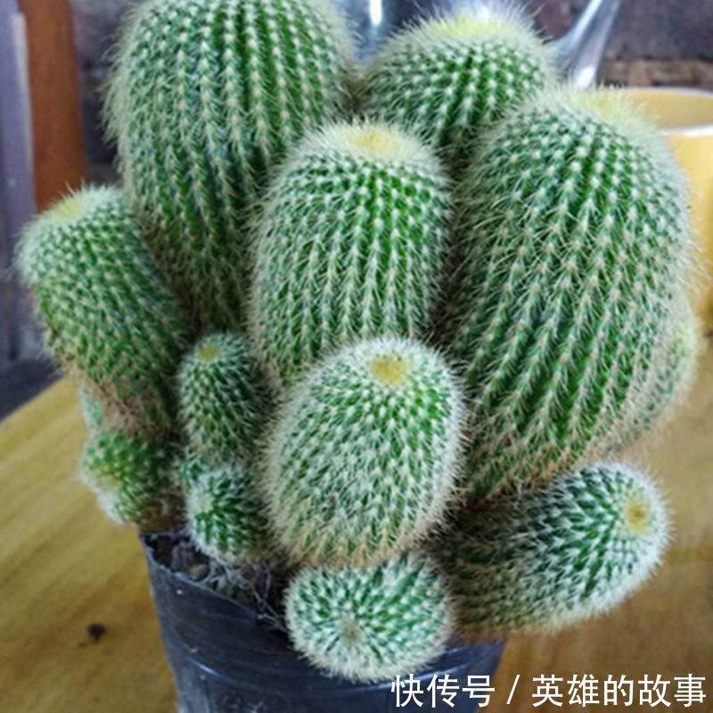 能净化室内空气的盆栽,选此四种,秋冬不怕来雾霾