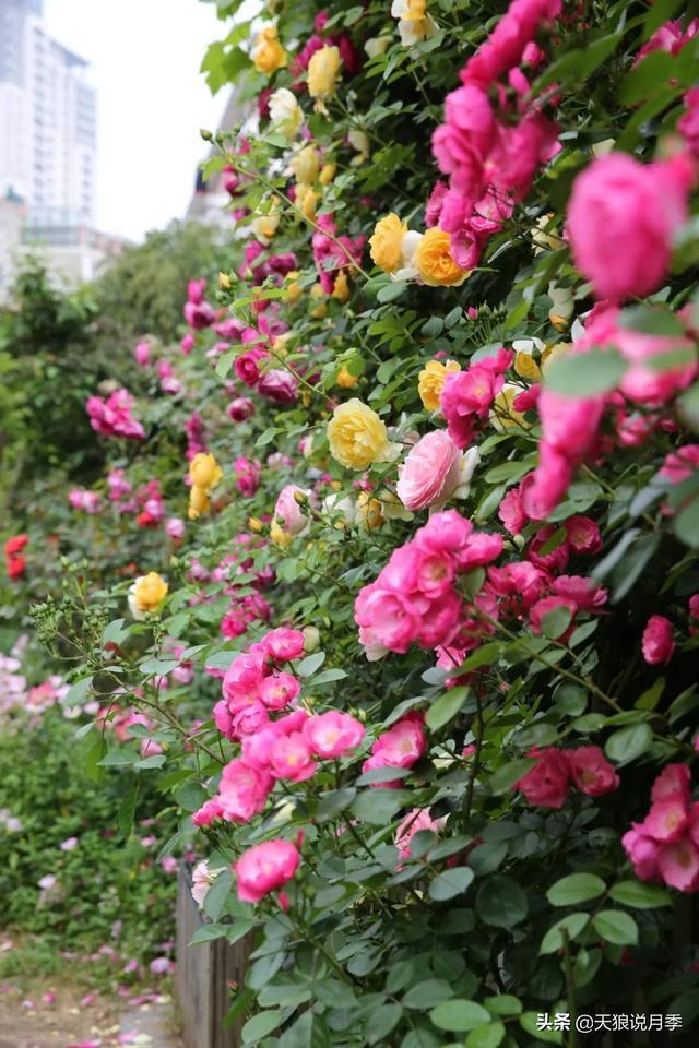 圆滚滚的绣球，瀑布般的花墙，这届花友也太会种花了吧