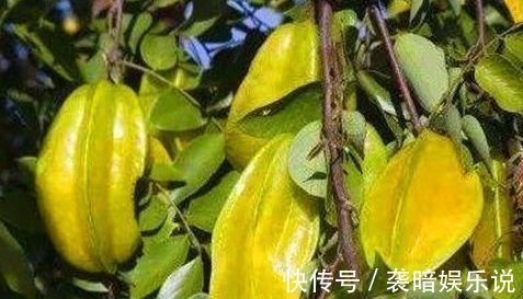 养生|养生不可少的食物，不要错过，改善便秘，促进排毒，越吃越健康