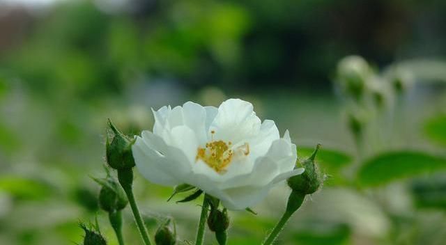 修剪|七月养月季,修剪后别漏这“两动作”,否则复花慢,还容易枯黄