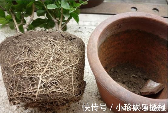 养花|想要养花不换盆浇水时加点“它”,10年盆土也不会板结,很好