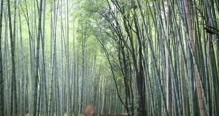 心理测试你感觉哪一个竹林最适合散步,测