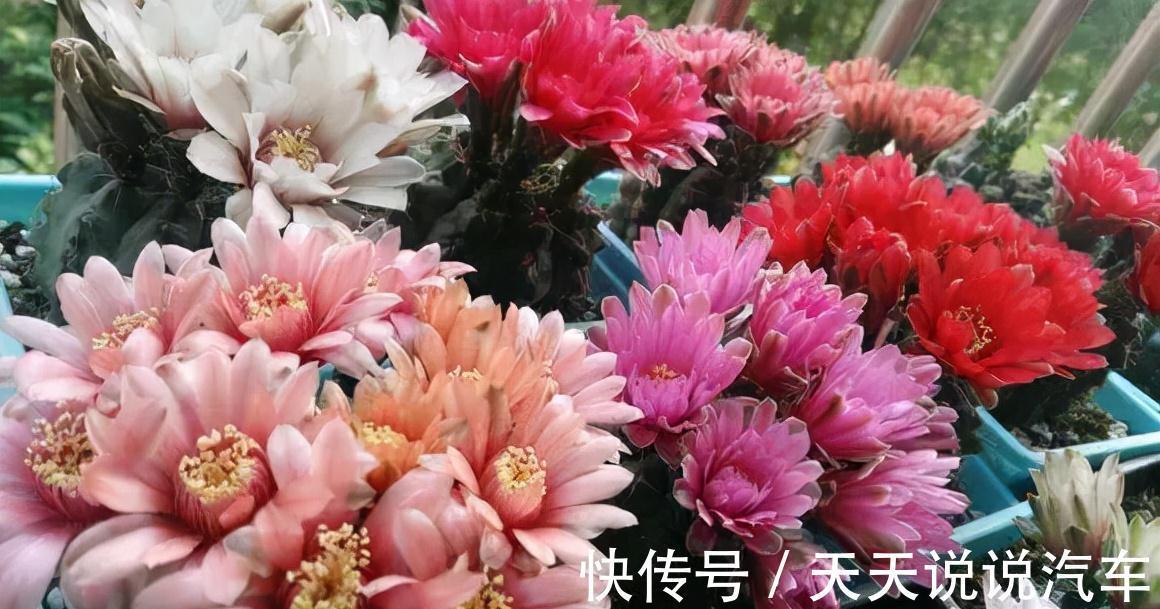 立冬后，养这10种花，切记不能多浇水，养不活都是由于手太勤