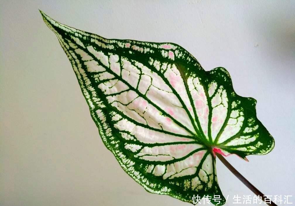 家里养盆老人须,不用土不用盆,挂起来就能养