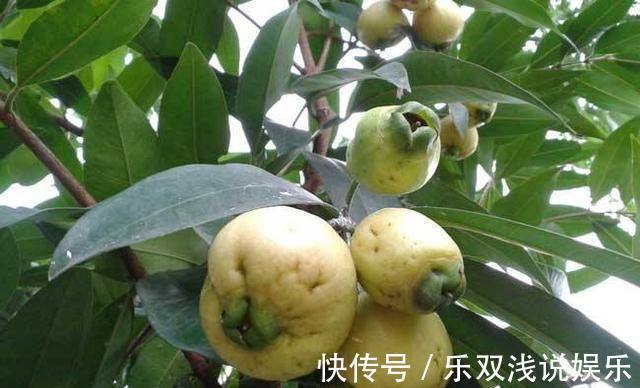 赤白血痢疾|农村的有7种“野果”,你吃过几个?吃过4种就服你