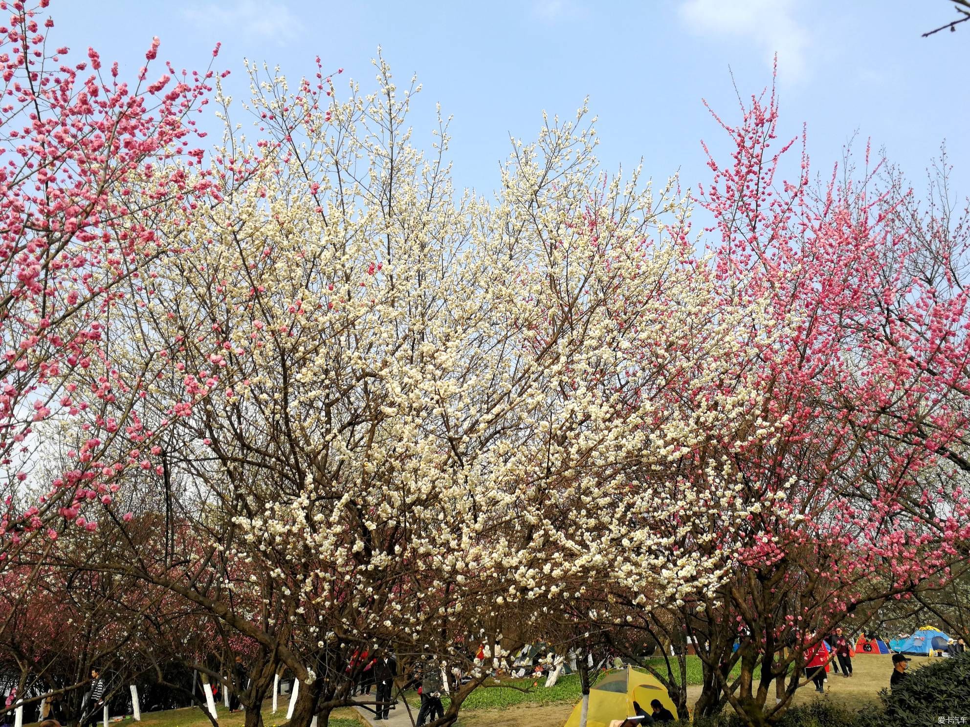 中年|大年初一的成都植物园