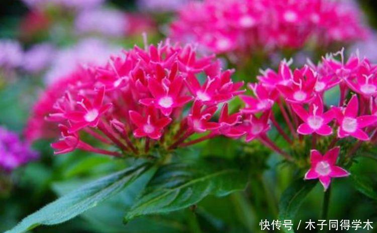 养花就养这几款,全年开花不停,花色鲜艳夺目,花朵美艳迷人